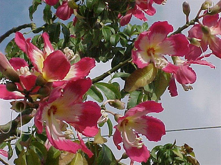 flor chorisia