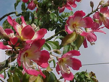 flor chorisia