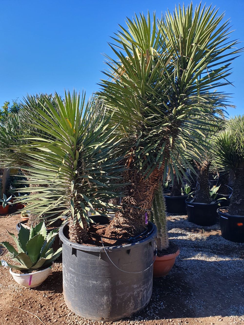 Yuccas filifera