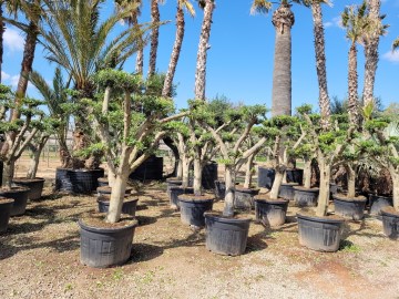 Olivo bonsai maceta