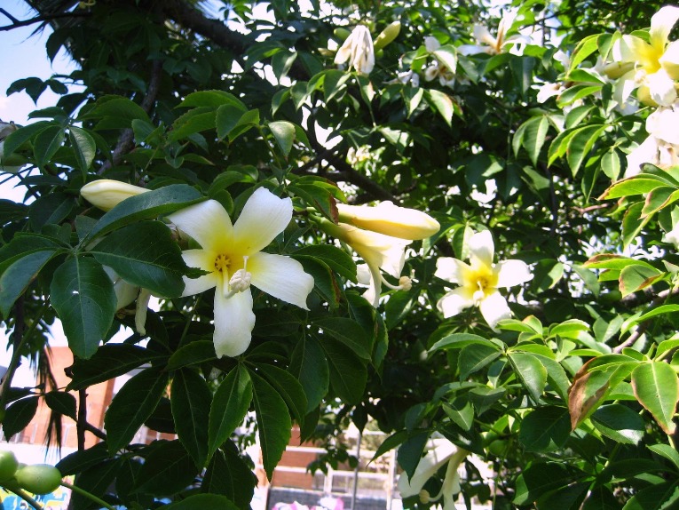 flor de chorisia