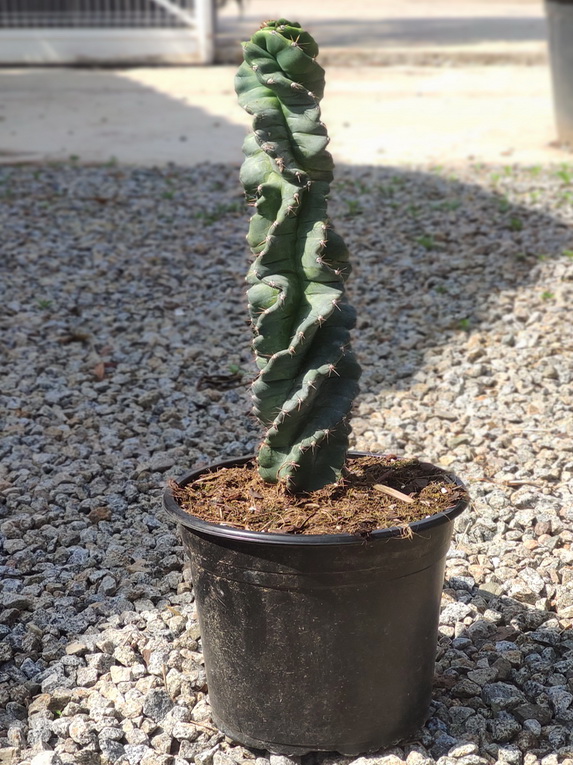 Cactus Spiralis