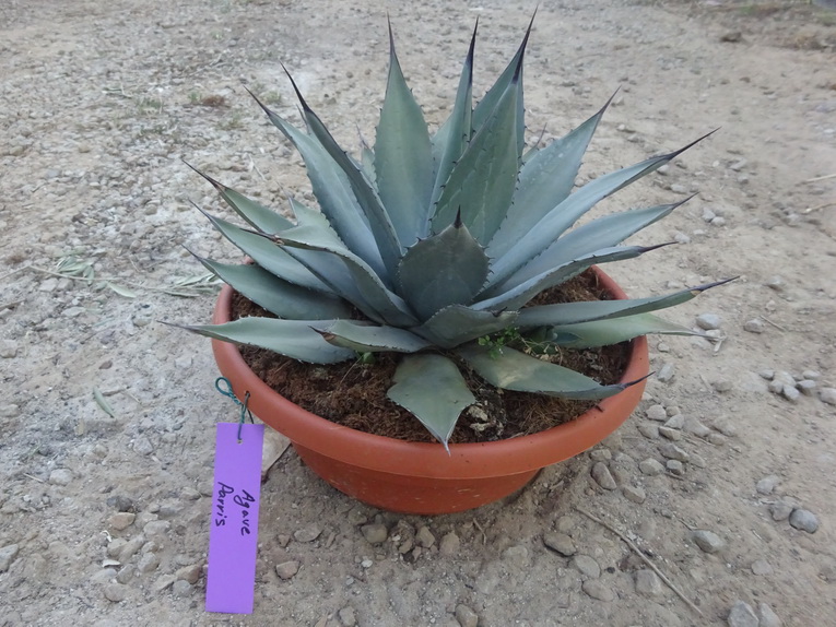 AGAVE Parryi