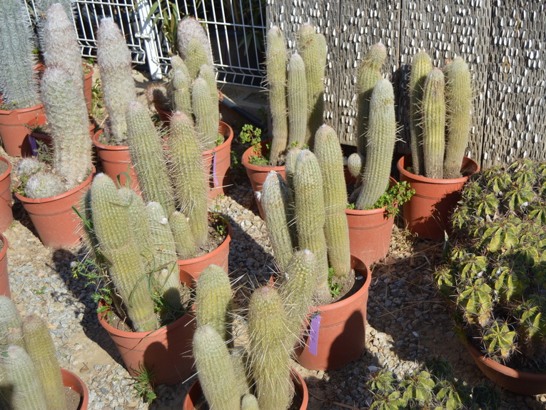 Cactus Espostoa
