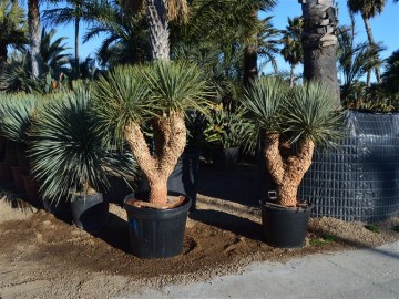 Yucca Hidra