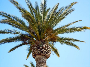 Vivero de palmeras