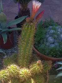 Cactus Trichocereus