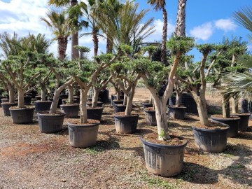 Olivos bonsai en maceta