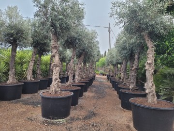 Olivo maceta