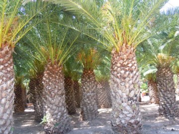 Cultivo de palmeras phoenix canariensis