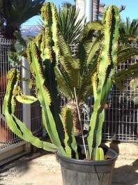 Cactus Euphorbia Candelabrum