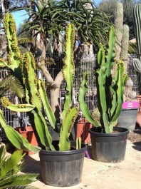 Cactus Euphorbia Candelabrum