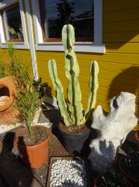 Cactus Euphorbia Tirucalli