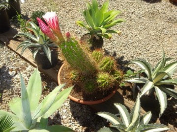 Cactus Echinocereus