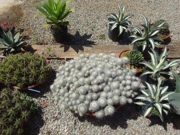 MAMMILLARIA cactus