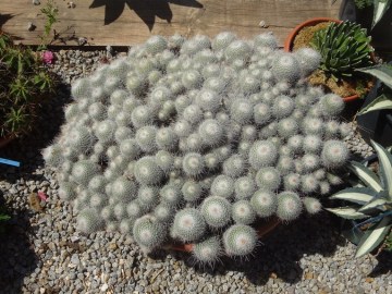 MAMMILLARIA cactus